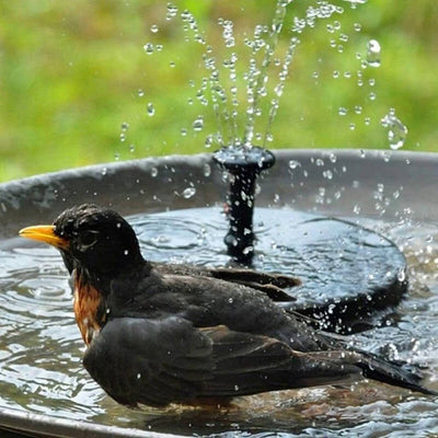 Solar Powered Water Fountain